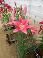 [5396 Viviana TL VZ No02.JPG]